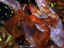 Orangutang Crab.
More photos:  www.jornari.com by Jorn Ari 